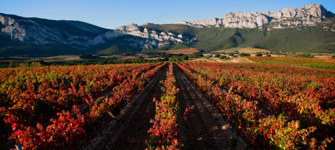 La Ruta del Vino de Rioja Alavesa es naturaleza en estado puro