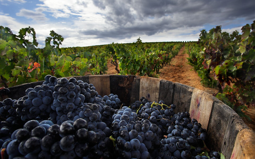 Un nuevo estudio de ACEVIN actualiza el perfil del enoturista de las Rutas del Vino de España