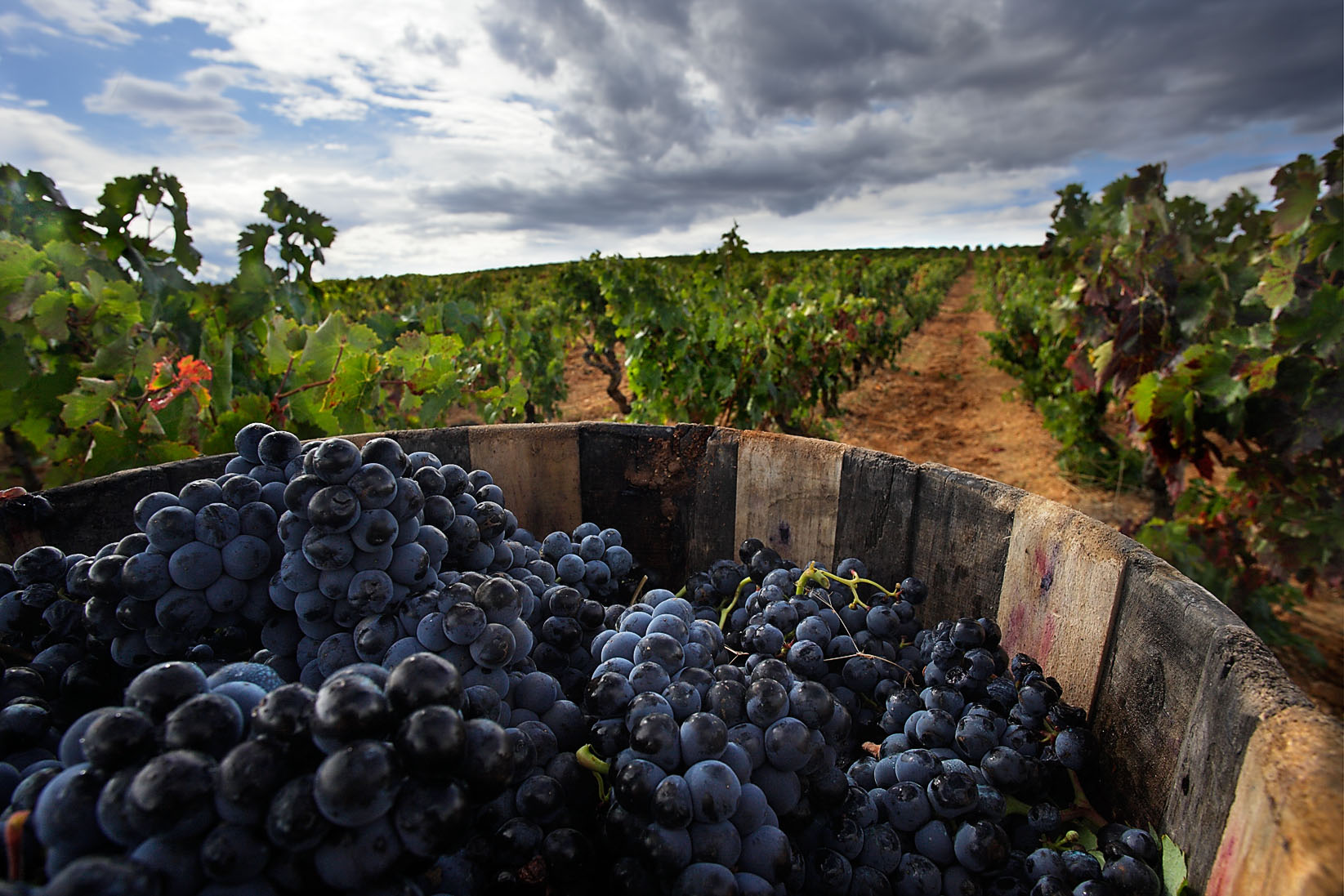 Виноградники вина Шато Грузия