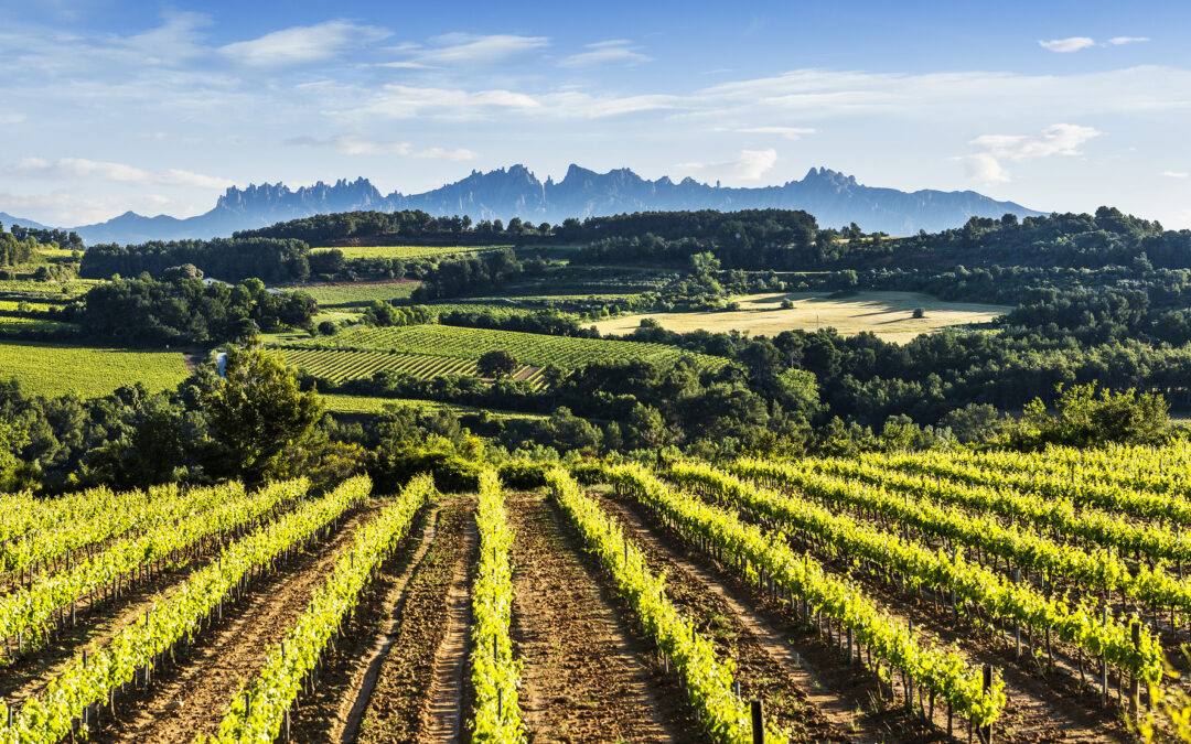 El enoturismo de Rutas del Vino de España genera un impacto económico superior a los 100 millones de euros