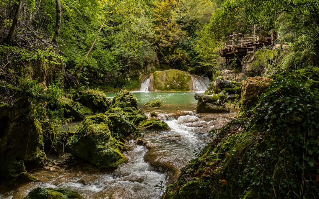 Bosques sorprendentes en las Rutas del Vino de España